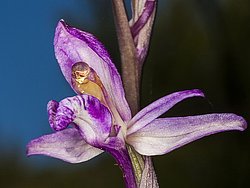 Die Orchidee Limodorum abortivum / "violetter Dingel" aus dem Kratertal Stavrolongos