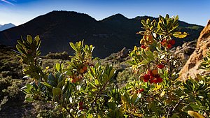 Ein Erdbeerbaum vor der Kulisse des Chelona-Vulkanmassivs. (c) Tobias Schorr