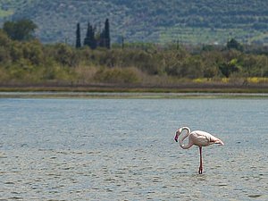 Flamingo am Sumpfsee Psifta