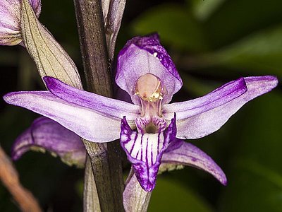 Der violette Dingel ist die größte, wildwachsende Orchidee Methanas.