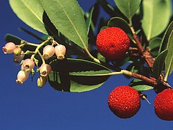 Erdbeerbaumfrüchte aus den Bergen Methanas